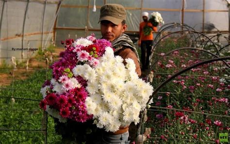 bunga di palestina