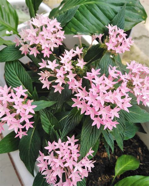 bunga hiasan pentas