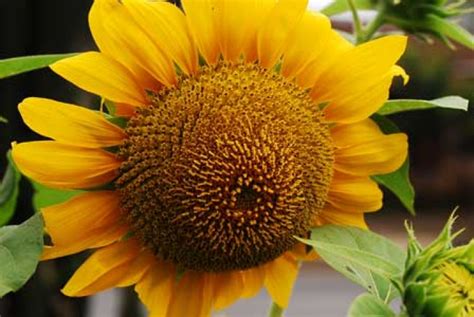 bunga matahari adalah dalam bahasa inggris