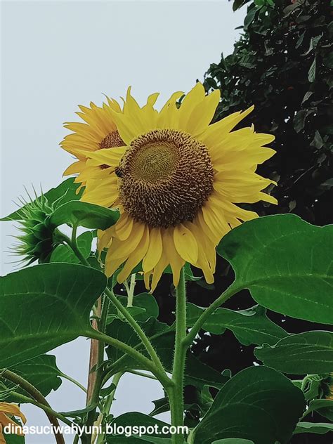 bunga matahari kecil dan manfaatnya
