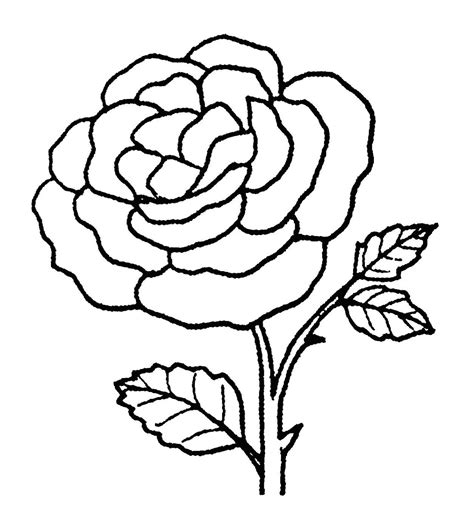 bunga mawar sketsa