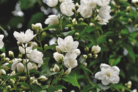 Bunga Melati Taksonomi Morfologi Jenis Makna Fakta Unik Bunga Melati Putih - Bunga Melati Putih