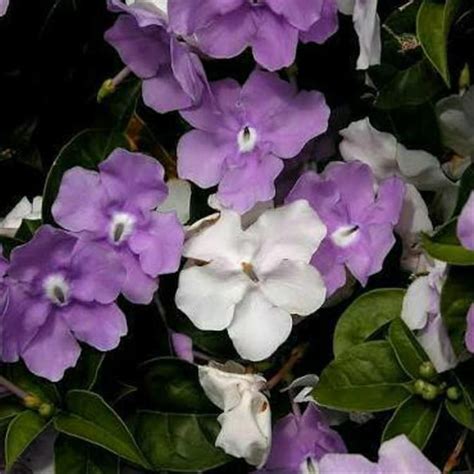 bunga melati ungu putih