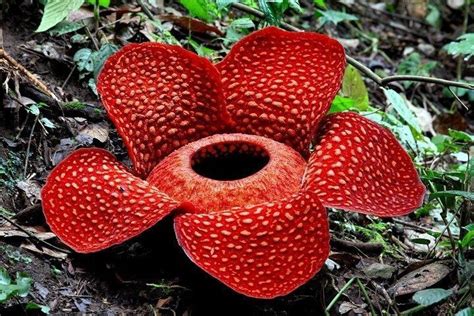 bunga rafflesia arnoldi