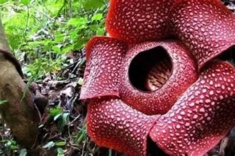 bunga terbesar di indonesia bernama