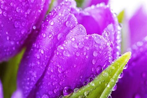 Bunga Warna Purple Ungu Violet Raindrops With Flouers Warna Ungu - Warna Ungu