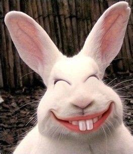 bunny rabbit with big teeth jokes