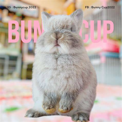 bunnycup onlyfans