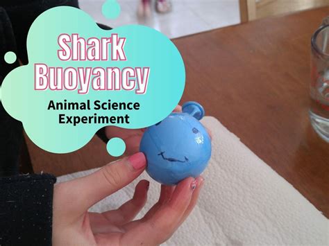 Buoyancy Science Experiments   Easy Shark Buoyancy Animal Science Experiment Forgetful Momma - Buoyancy Science Experiments