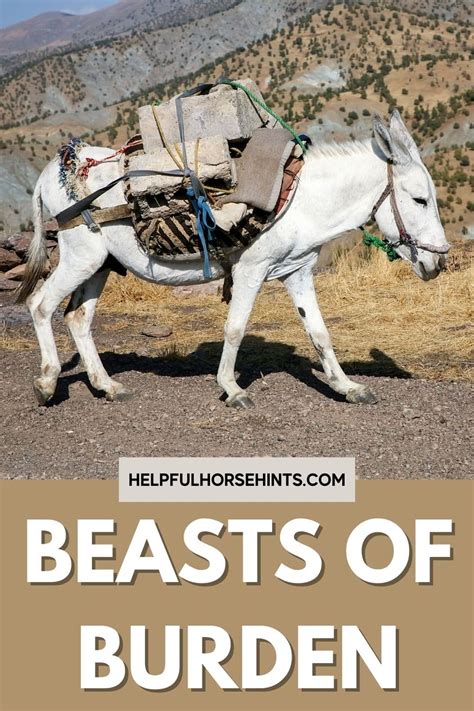 Burden Of Beast