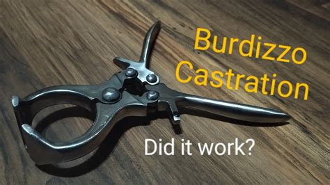 Burdizzo On Humans