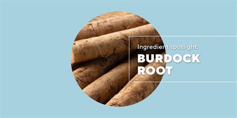 burdock root skin