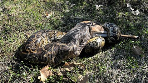 burmese python florida