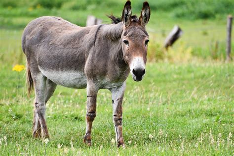 Burro Y Burra