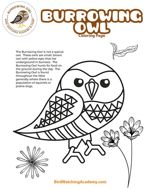 Burrowing Owl Coloring Page Bird Watching Academy Burrowing Owl Coloring Page - Burrowing Owl Coloring Page