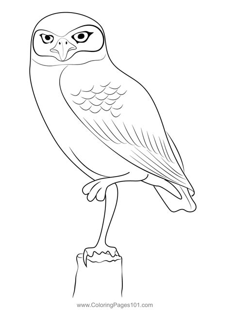 Burrowing Owl Coloring Page   Burrowing Owl Coloring Page For Kids Free Owls - Burrowing Owl Coloring Page