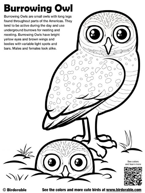 Burrowing Owl Coloring Page By Birdorable Burrowing Owl Coloring Page - Burrowing Owl Coloring Page