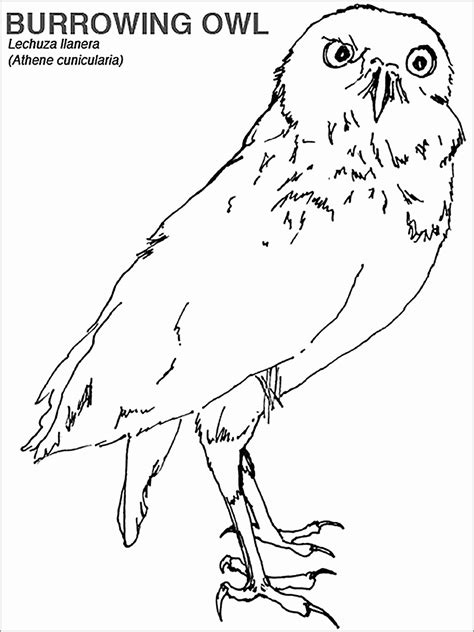 Burrowing Owl Coloring Page Coloringbay Burrowing Owl Coloring Page - Burrowing Owl Coloring Page