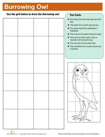 Burrowing Owl Facts Worksheet Education Com Burrowing Owl Coloring Page - Burrowing Owl Coloring Page