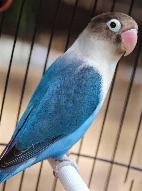 Burung Cantik Warna Biru Jenis Burung Jenis Biru - Jenis Biru