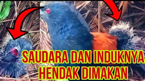 BURUNG BUT BUT - Bubut Besar, Burung yang Dianggap Antara Ada dan Tiada