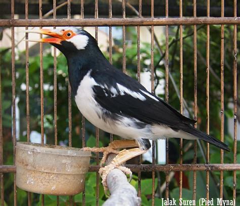 BURUNG JALAK SUREN - Pancingan Jalak Suren Gacor Mompa Variasi Auto NYAUT Semua