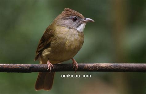 BURUNG JENGGOT - CUCAK JENGGOT MINI GACOR TELER pancingan