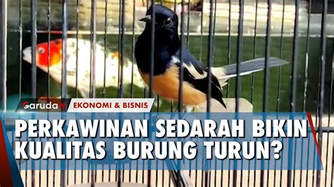 burungnya | Burungnya Kumpulan Tips Terbaru Pinterest