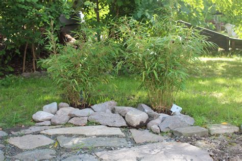 buskar i solig plantering