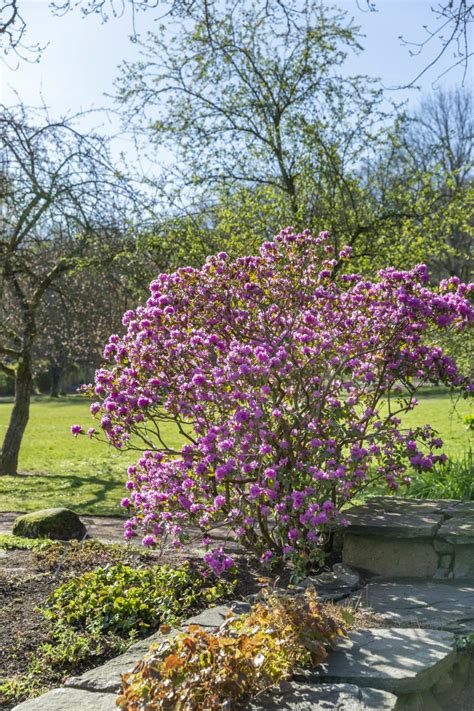 buskar som bin gillar