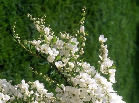 buskar som trivs i sol