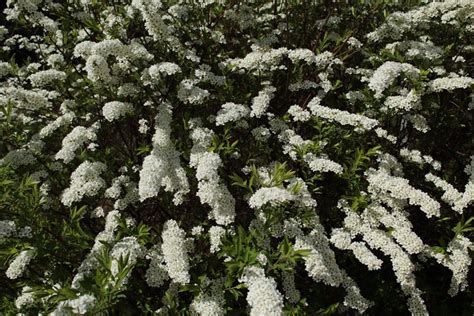 busker som blomstrer i juli