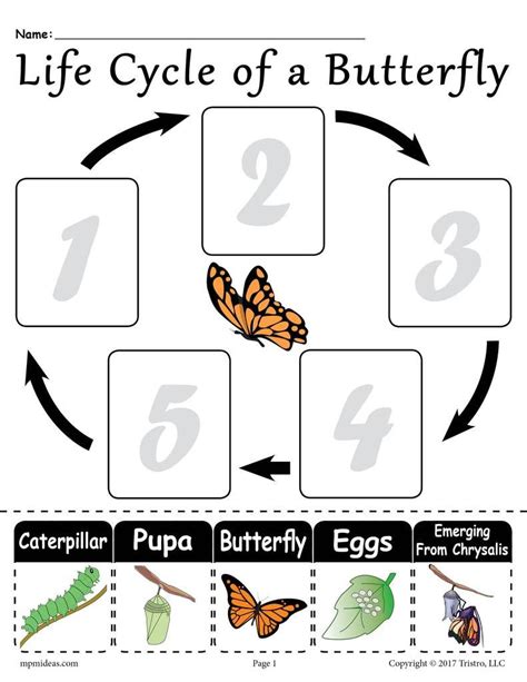 Butterfly Life Cycle Worksheets Theworksheets Com Life Cycle Of Animals Worksheet - Life Cycle Of Animals Worksheet