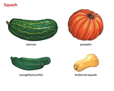 butternut squash - English-Spanish Dictionary - WordReference.com