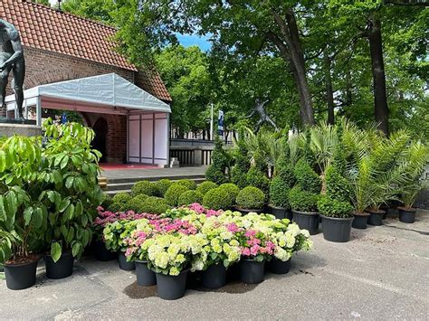 buxbom blomsterlandet