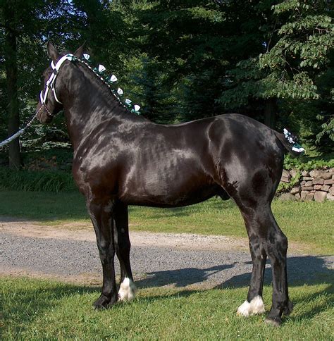 buy dated pictures of percherons