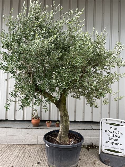 Buy Olive Trees