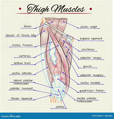 bygge muskler i lår