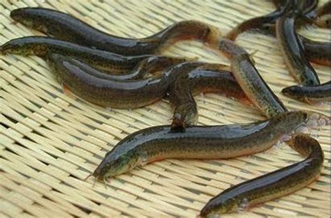 cà | Mt qu c bng ba thang thuc