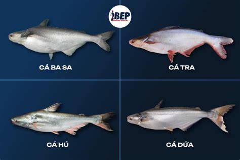 cá basa | C basa lm mn g Bt M