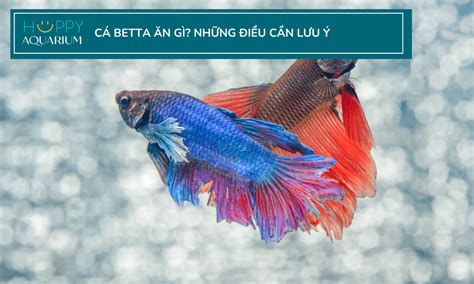 cá beta | Tng hp Kinh nghim v c betta