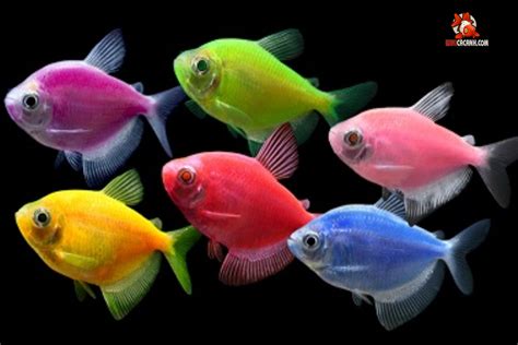 cá cánh buồm | C Cnh Bum Mix Mu Thy Sinh