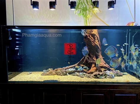 cá cảnh | C cnh Thin c