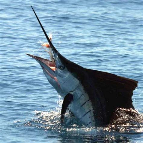 cá cờ | C c lm mn g ngon Tng