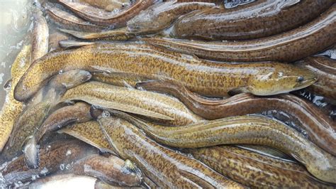 cá chình | C chnh lm mn g ngon Mch