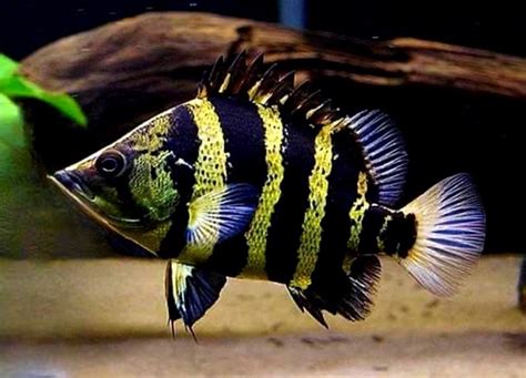 cá hổ | C H V Mt S Dng C