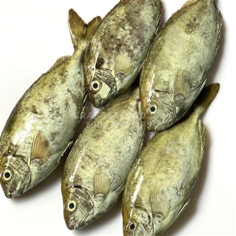 cá kình | C knh l c g C knh