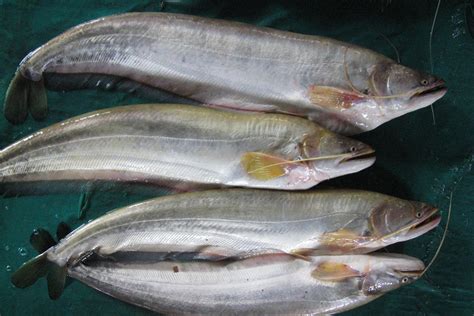 cá leo | C leo Hi Sn ng Giu