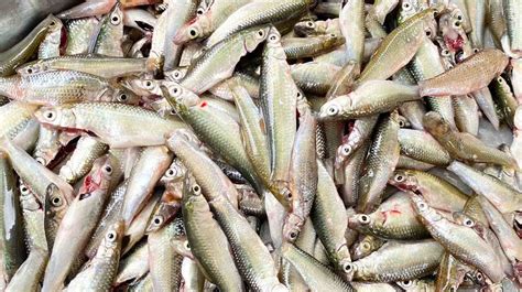 cá linh | Tng hp 9 mn ngon ch bin