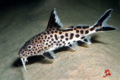 cá mèo | C Mo Petricola Thy Sinh Tm